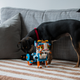Guess which house pet is built out of Lego.